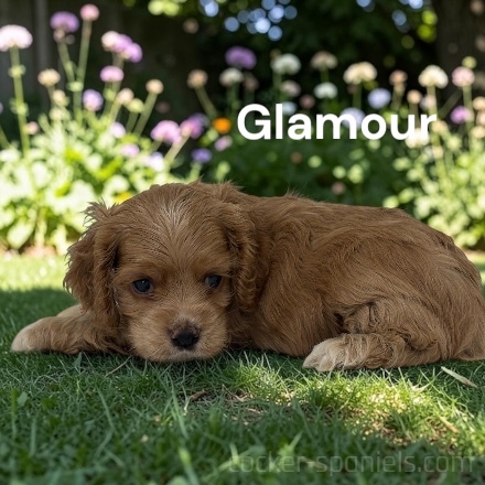 puppy, for, sale, Cocker Spaniel, Joe & Cherri  Overlease, dog, breeder, Miller, MO, dog-breeder, puppy-for-sale, forsale, nearby, find, puppyfind, locator, puppylocator, aca